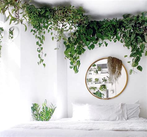 Pin en Gėlės | Decoración de unas, Plantas para dormitorios, Plantas de salón