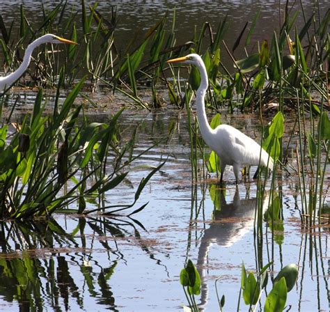 Egrets in the swamp (Tampa) | Swamp, Birds, Tampa