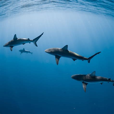 Sharks Of The Hawaiian Waters | Hawaii Adventure Diving