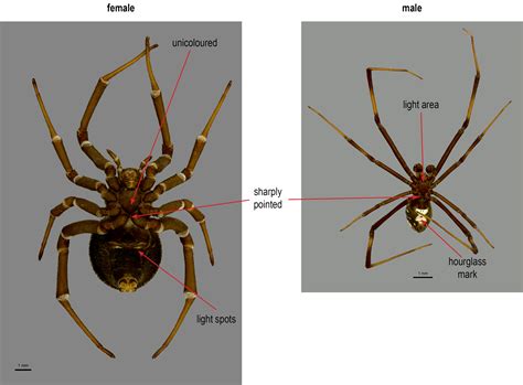 Theridiidae key