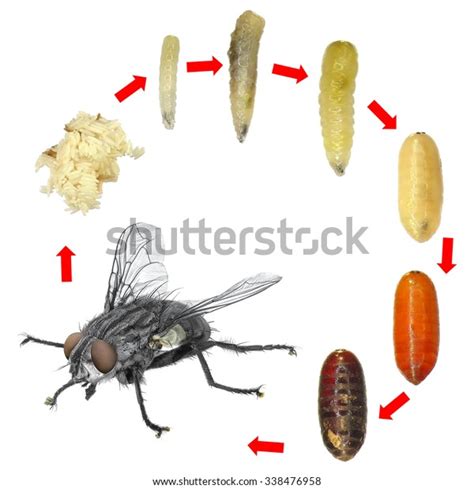 Fly Development Stages Eggs Larva Imago Foto stock 338476958 | Shutterstock