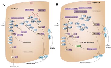 Medicines | Free Full-Text | A Review of Bioinformatics Tools to Understand Acetaminophen ...