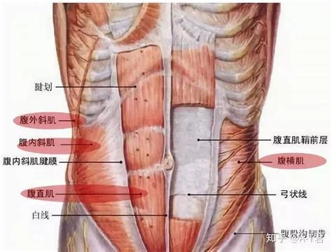 【产后康复·3】不可不说的“腹直肌分离” - 知乎