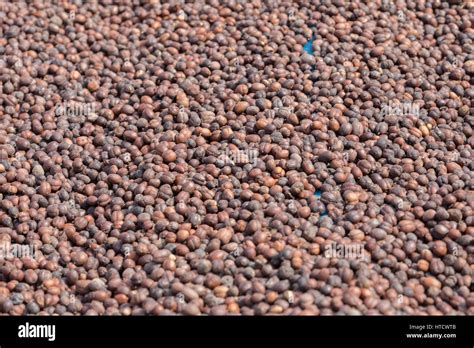 Roasted coffee beans background Stock Photo - Alamy