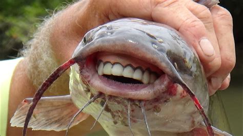 CATFISH WITH HUMAN TEETH ? - YouTube