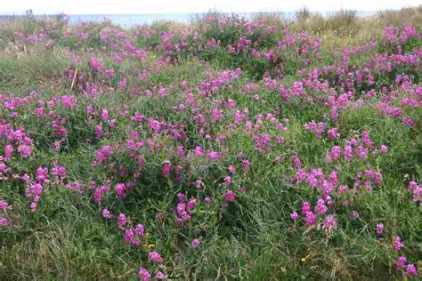 Lathyrus latifolius - Alchetron, The Free Social Encyclopedia