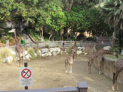 Masai Giraffe Habitat - ZooChat