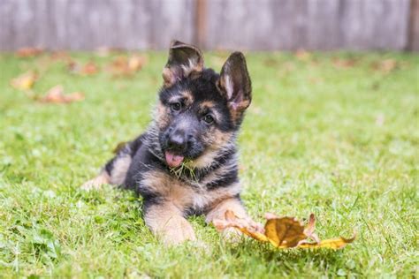 How to Discipline Your Puppy Effectively, According to Experts