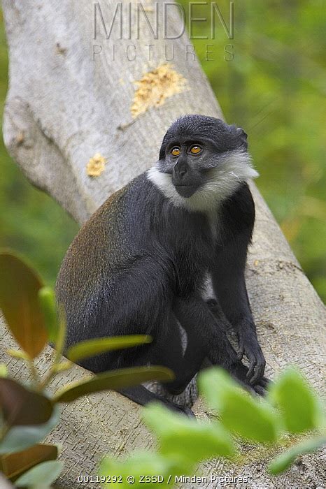 Sun-tailed Guenon stock photo - Minden Pictures