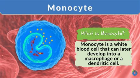 Monocyte - Definition and Examples - Biology Online Dictionary