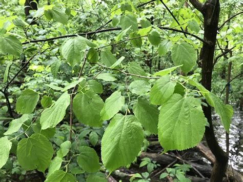 Red Mulberry - Morus rubra | The Arboretum