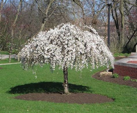 Pin on A Tree