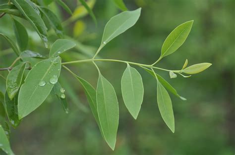 Sandalwood Information - Sri Lanka