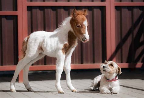 Teacup Miniature Horse - A-Z Animals