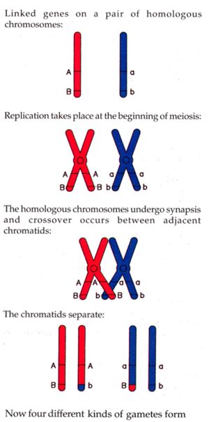 Genetic Recombination In Meiosis