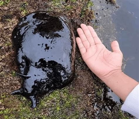 Black Sea Hares Are the Largest Sea Slugs And They Sometimes Create ...