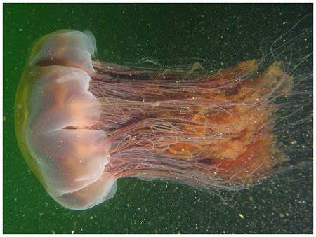 Adaptations - Lion's Mane Jellyfish