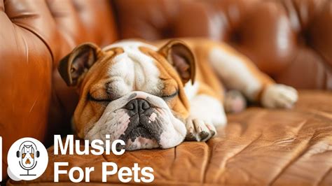 Soothing Music for Dogs to Calm Down, Relax & Sleep | Dog Music Therapy ...