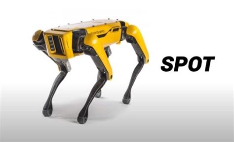 BOSTON DYNAMICS UNVEILS A FIGHT BETWEEN ROBOT DOG WITH A REAL DOG USING ...