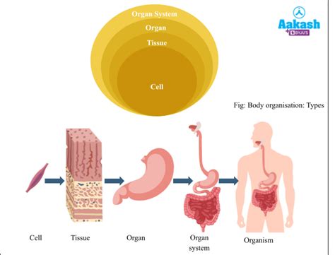 ⛔ Tissue level of organization. Tissue Level Of Organization Flashcards ...