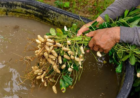 Legumes Archives - Wikifarmer