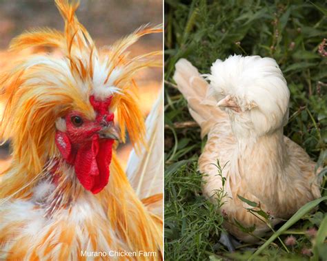 Polish chickens: Should you raise them? - Murano Chicken Farm