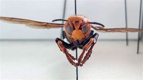 Experts Share What It Feels Like to Experience Giant Murder Hornet ...