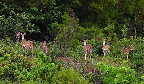 Molokai Deer by Mona Ohya on YouPic