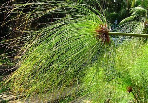 Cyperus Plant Growing & Care Guide for Gardeners