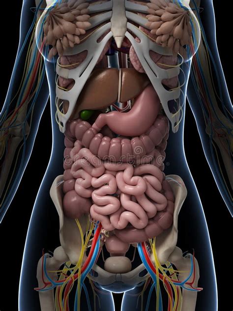 Illustration about 3d rendered illustration of the female anatomy. Illustration of medical ...