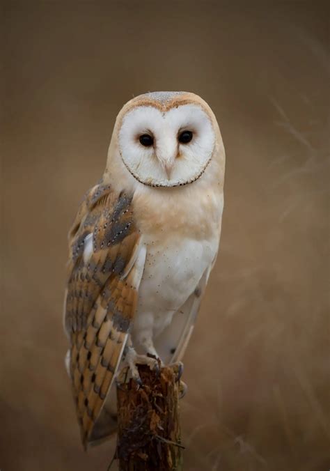 The Top 15 Cutest Owls in the World - Bird Advisors