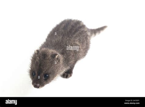 The baby small Indian civet (Viverricula indica) is a civet native to South and Southeast Asia ...