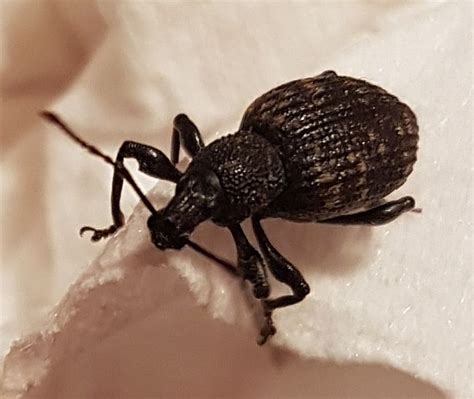 Black vine weevil - PEST CONTROL CANADA