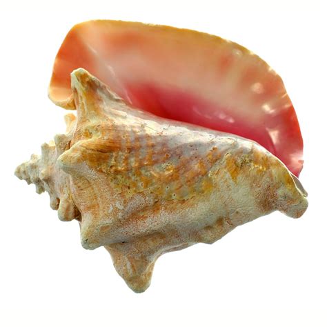 Large Conch Shell