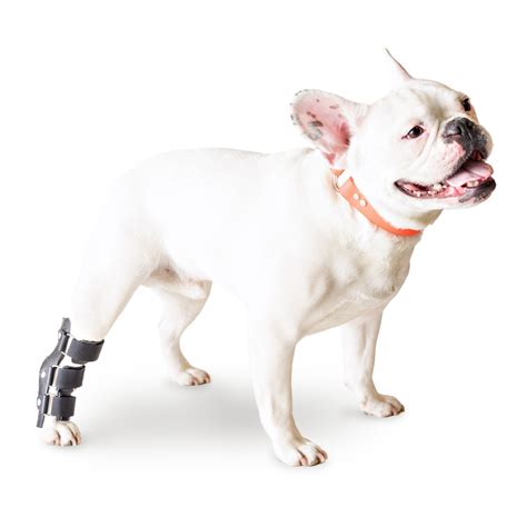 Pet Splint for Dogs | Hock Style Foot Splint For Dogs with Arthritis ...