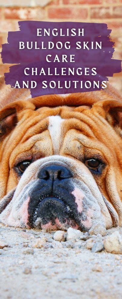 English Bulldog Skin Care Challenges and Solutions | English bulldog ...