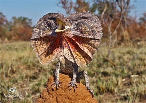 Frill-necked Lizard by Ken Griffiths ~ Living Australian | Lizard, Weird animals, Lizard habitat