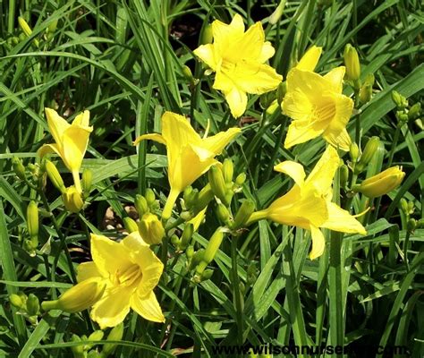 Happy Returns Daylily – Wilson Nurseries