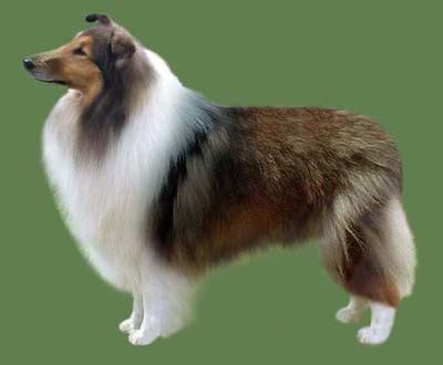 Rough Collie Grooming