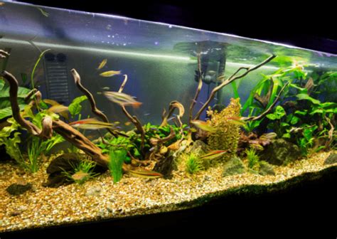 Brackish Aquarium | Setting Up A Semi-Salty Water Aquarium