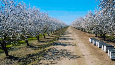 Almond blossoms in California | What to know about California's almond bloom | abc10.com