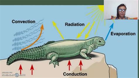 What Is Homeostasis Definition Examples Homeostasis