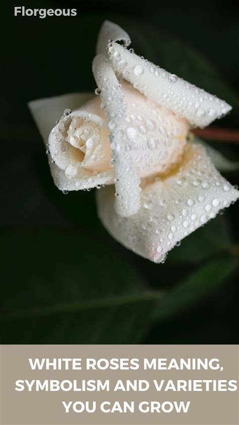 Discover the Meaning of White Roses