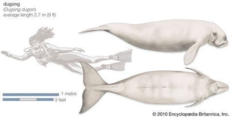 Dugong | Diet, Size, Habitat, & Facts | Britannica