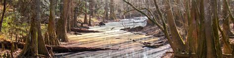 Congaree National Park - Wikitravel