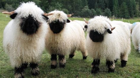 Valais Blacknose Sheep | World’s Cutest Sheep - YouTube