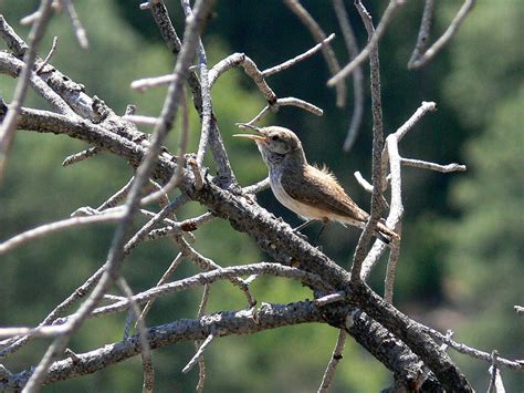 Singing Rock Wren | A Rock Wren sings its song, often heard … | Flickr