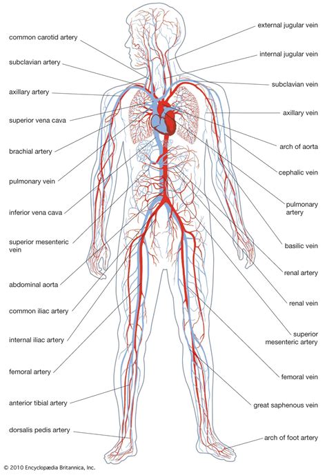 Anatomy Label Major Arteries And Veins / 12 Circulatory System Major ...