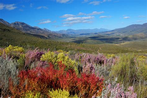 The vegetation is remarkably diverse, featuring renosterveld, mountain fynbos, Karoo-veld ...