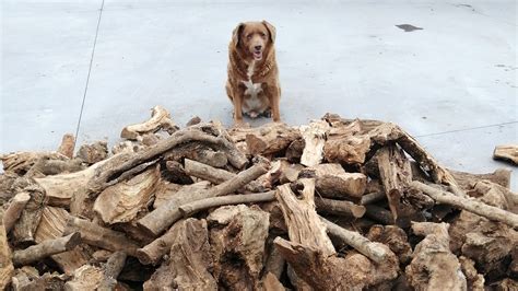 There's a new world's oldest living dog -- and he's the oldest ever recorded - ABC13 Houston